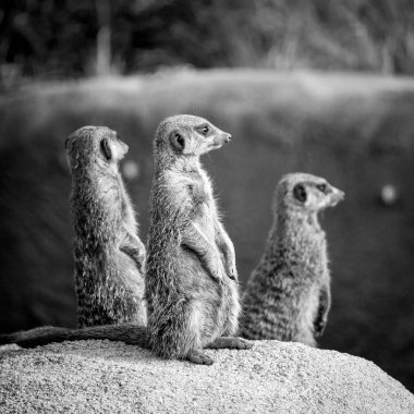 Bir kayanın üzerinde duran üç sevimli mirketin (Suricata suricatta) gri tonda çekimi