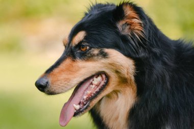 Kaba bir çoban köpeğinin profiline yakın plan..