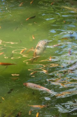 Sudaki balıkların yakın plan çekimi.