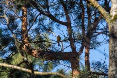 Ağaçta seçici bir sarı çekiç (Emberiza citrinella)