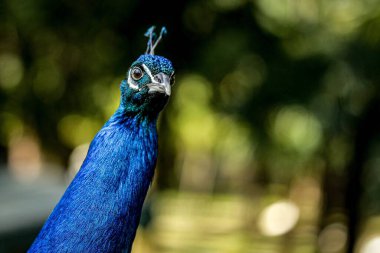 Bir Hint Peafowl portresi (Pavo Kristali)