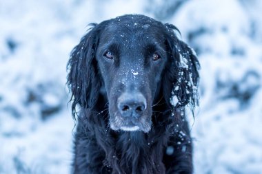 Ormanda kışın siyah, düz kaplama bir av köpeğinin yakın çekimi.