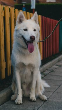 Parktaki çitin yanında dili dışarıda oturan mutlu beyaz bir kurt köpeğinin dikey görüntüsü.