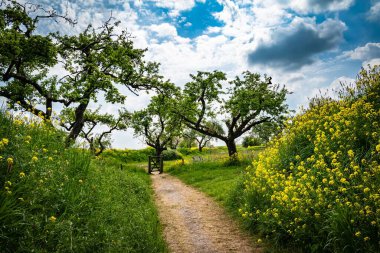 Etrafı çayırlarla ve bulutlu ağaçlarla çevrili bir patika.