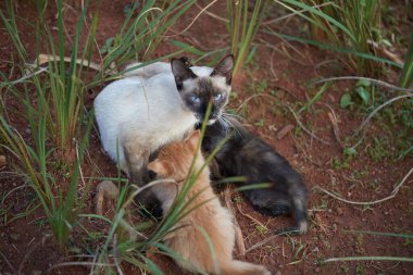 Küçük yavru kaplan kedi, anne ve erkek kardeşlerle oynuyor.