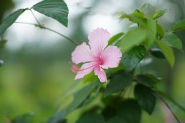 Yeşil yapraklı bir dalda güzel pembe bir Hibiscus çiçeğinin yakın çekimi.
