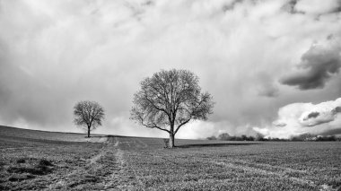 Gri tonda çekilmiş bulutlu bir gökyüzünün altındaki bir tarlada büyüyen ağacın manzarası.