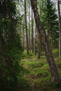 Duvar kağıtları için mükemmel olan yoğun ladin ormanının dikey görüntüsü.