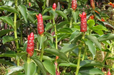 Kırmızı bir Zingiber.