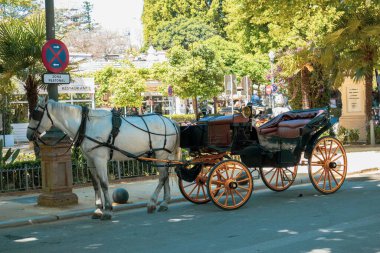 Yolda at arabası olan beyaz bir at.