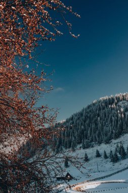 Kışın güzel bir ormanın dikey görüntüsü.