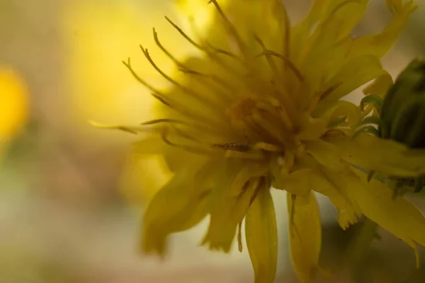 Een Macro Shot Van Een Prachtige Gele Bloem Onder Het — Stockfoto