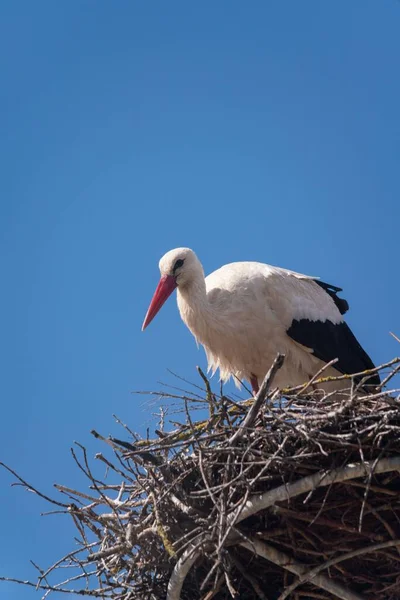 Selective White Stork Ciconia Ciconia Nest — Stock Photo, Image