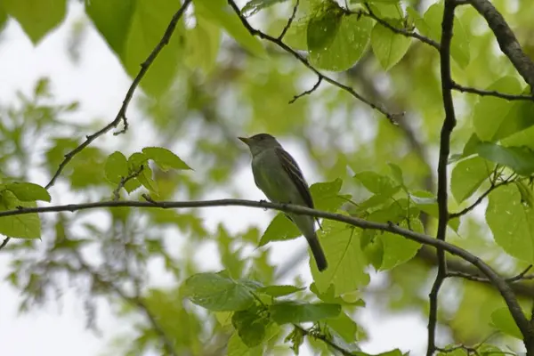 Closeup Shot Little Bird Perching Tree — Stock Photo, Image