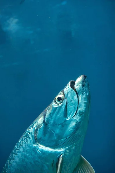 Vertical Closeup Fish Shiny Skin Deep Blue Sea — Stock Photo, Image