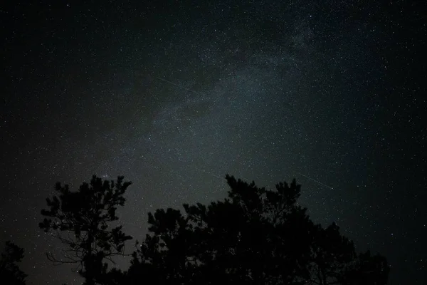 Eine Silhouette Von Bäumen Einer Sternenklaren Nacht — Stockfoto
