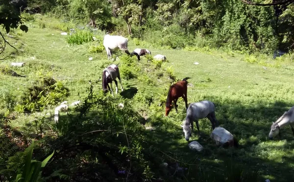 春の畑で馬とポニーの群れヒマラヤの牧草地 — ストック写真