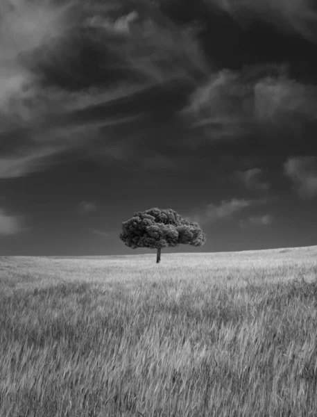 Tarladaki Yalnız Bir Ağacın Gri Pulu — Stok fotoğraf