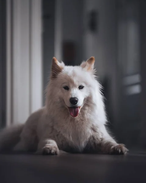Eine Vertikale Aufnahme Eines Entzückenden Samoysischen Hundes — Stockfoto