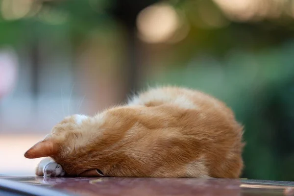 Straßenkatzen Einer Städtischen Umgebung — Stockfoto