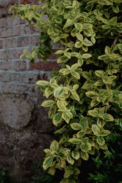 レンガの壁に対する緑の牧場の植物の垂直ショット — ストック写真