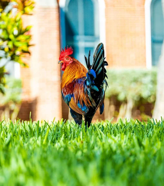 Selective Focus Shot Rooster Standing Grass Building Background — Stock Photo, Image