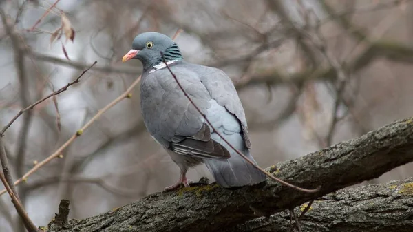 Nahaufnahme Einer Taube Auf Einem Ast — Stockfoto