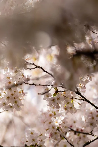 Primo Piano Verticale Fiori Ciliegio Fiore Primavera Perfetto Sfondi — Foto Stock