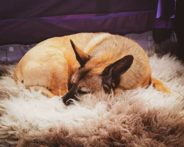 Gros Plan Petit Chien Terrier Enroulé Sur Tapis Peau Mouton — Photo