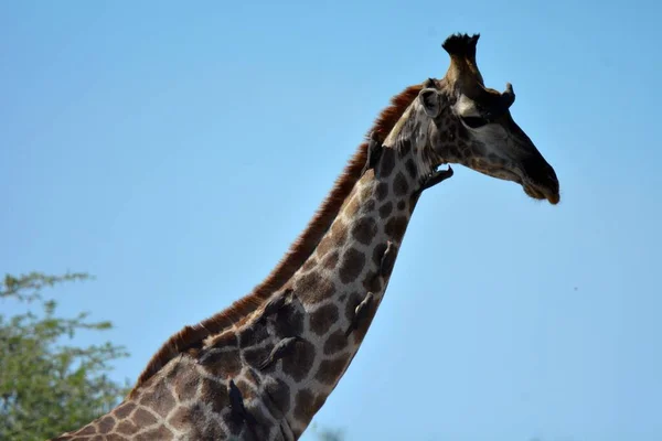 A beautiful portrait of a cute giraffe on the background of the blue sky