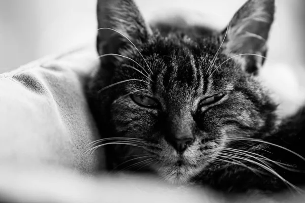 Μια Διαβαθμίσεις Του Γκρι Μιας Τεμπέλης Γάτας — Φωτογραφία Αρχείου