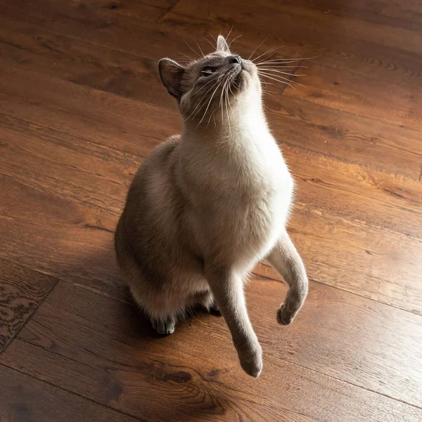 Gato Siamês Adorável Olhando Para Cima Enquanto Sentado Chão Nas — Fotografia de Stock