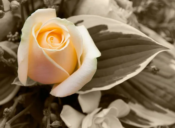 Крупним Планом Верхній Знімок Помаранчевої Троянди — стокове фото