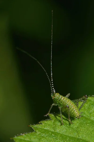 Tiro Vertical Close Verde Speckled Bush Cricket Uma Folha — Fotografia de Stock