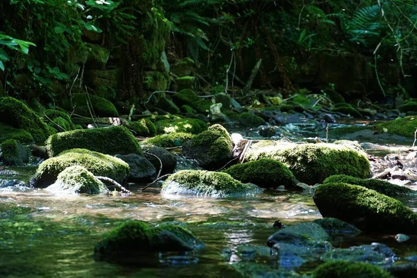 Vapor Rio Montanha Uma Floresta Selvagem Com Pedras Cobertas Musgo — Fotografia de Stock