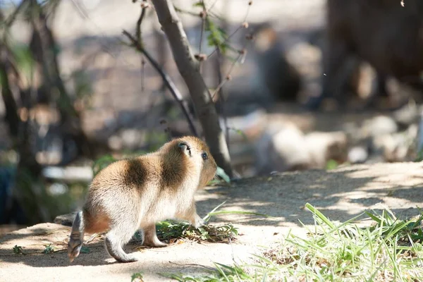Capybara Baby Stand Lac — Photo