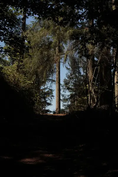 Temný Les Pokrytý Stromy — Stock fotografie