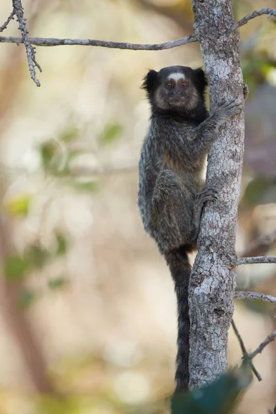 Wild Primate Brazil Forest — Stock Photo, Image