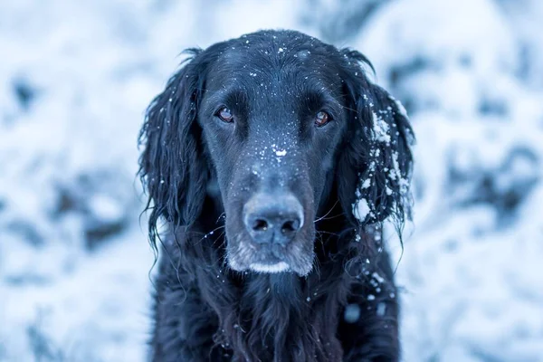 Closeup Shot Black Flat Coated Retriever Winter Forest — Stock Photo, Image