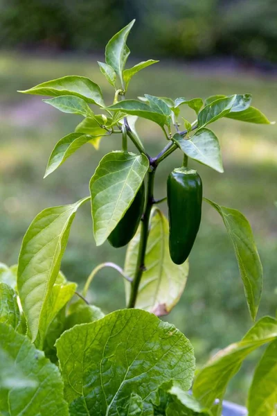 Twee Verse Groene Jalapeno Paprika Hangend Aan Plant Een Tuin — Stockfoto