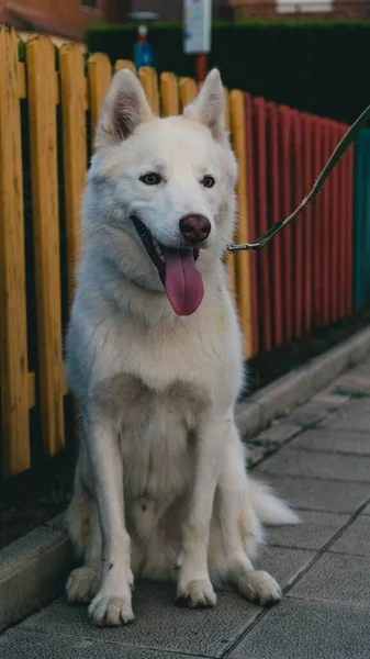 Vertical Shot Happy White Husky Sitting Park Fence Its Tongue — Stock Photo, Image