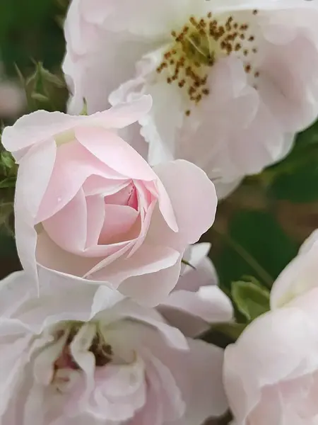 在阳光灿烂的日子里 花园里一束美丽的玫瑰的特写 — 图库照片
