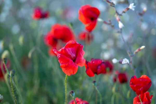 Een Close Shot Van Wilde Rode Papavers Groeien Tuin — Stockfoto