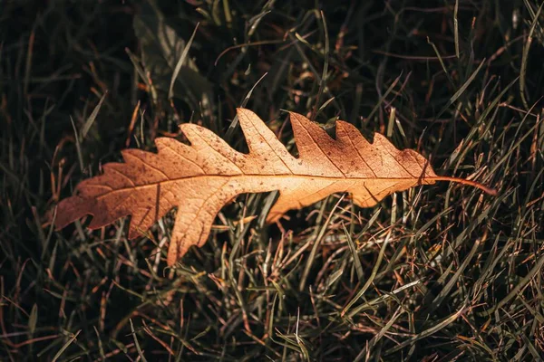 Closeup Brown Oak Leaf Grass — Stock Photo, Image