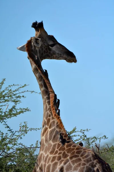 A vertical shot of a cute giraffe on the background of the blue sky