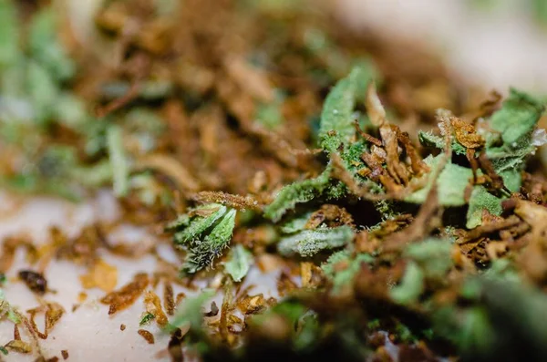 Detailní Záběr Marihuany Konopí Pupeny Izolované Rozmazaným Pozadím — Stock fotografie