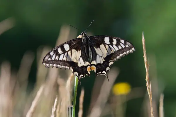 Papillon Mahaon Noir Blanc Sur Une Plante — Photo