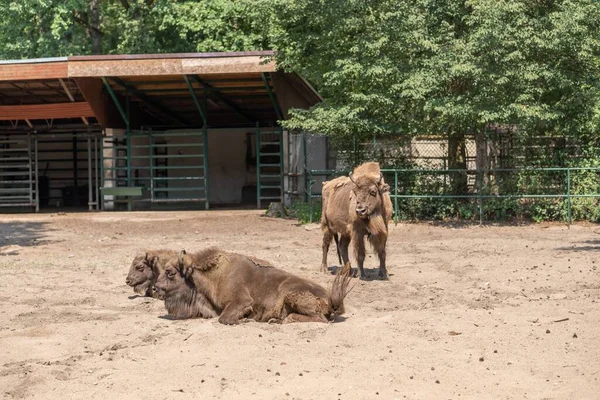 Three European Bison Bison Bonasus Zoo — Stock Photo, Image
