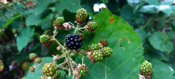 Blackberry Panicle Some Unpered Berries — стоковое фото