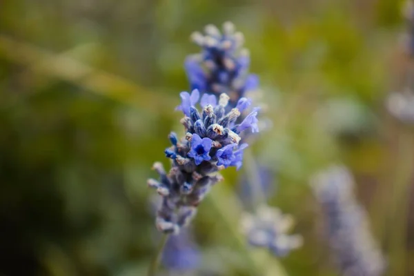 Detail Van Lavendel Bloem Macro Fotografie — Stockfoto